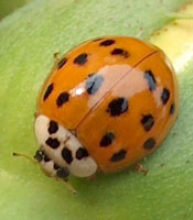 lady bug asian beetle