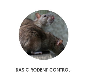BASIC RODENT CONTROL