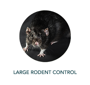 LARGE RODENT CONTROL
